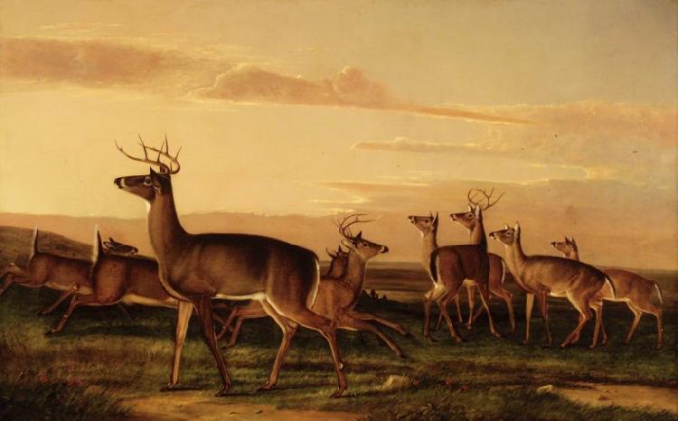 John James Audubon Startled Deer A Prairie Scene China oil painting art